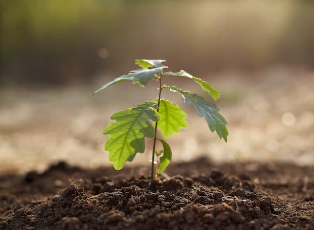 tree growing marketing image